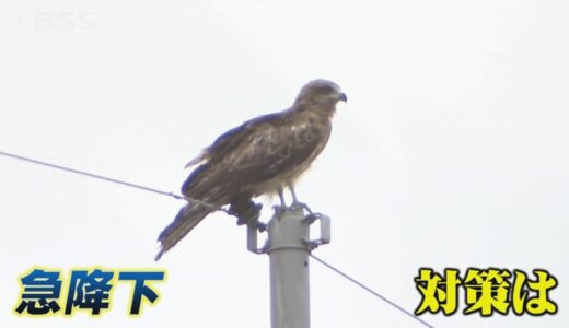 「かなり近くに寄ってきました。恐かったですね。」市街地の公園でトンビが人を襲う！？…防ぐには？