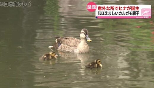 国の重要文化財でカルガモが子育てに奮闘中　鳥取県智頭町