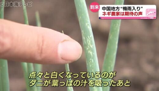 中国地方が梅雨入り　白ネギ農家は雨を歓迎　「生育に影響が出る前のいいタイミング」　鳥取県八頭町
