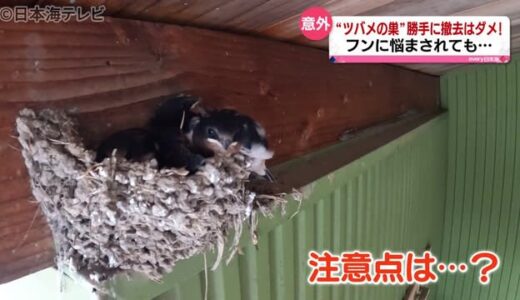 鳥の巣は勝手に撤去してはいけない！なぜ？