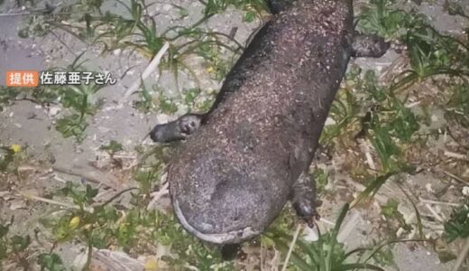 「巨大オオサンショウウオ」海岸で死がい見つかる　堰堤を登れず力尽きたか