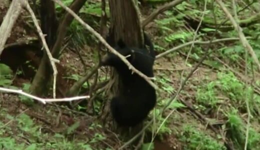 「いきなり立ち上がってガオー！」“クマの目撃”人里で相次ぐ…原因は人間側にも【鳥取発】