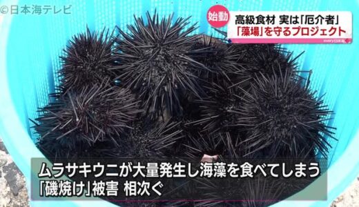 厄介者はウニ？海で発生中の深刻な問題とは　鳥取県