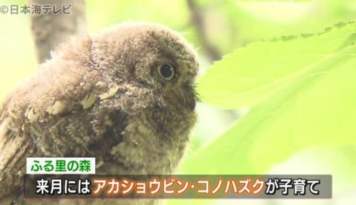 フクロウを撮影できる森　親鳥子育て真最中　鳥取県八頭町