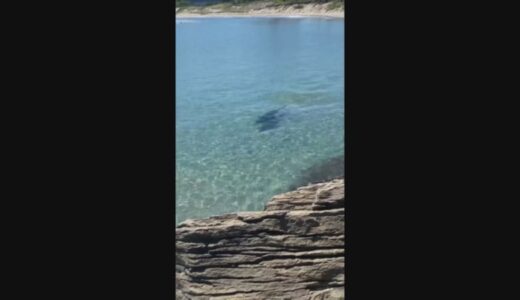”３０年で初めて遭遇”の珍客　海岸に現れた体長２メートルほどの珍客とは！？