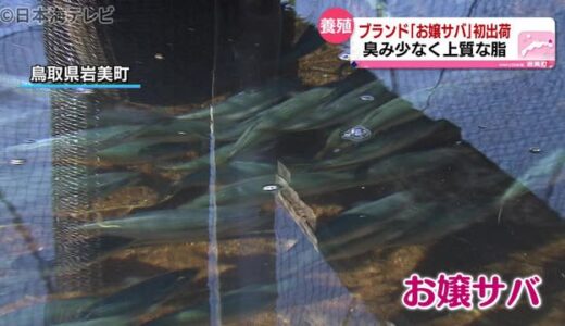 お嬢サバの出荷始まる　そもそもお嬢とは？　鳥取県岩美町