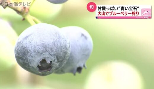 “青い宝石”ブルーベリー摘み取り体験　　鳥取県大山町