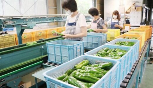 肉厚で甘い「ジャンピー」どうぞ　特産地の津山・久米で出荷始まる