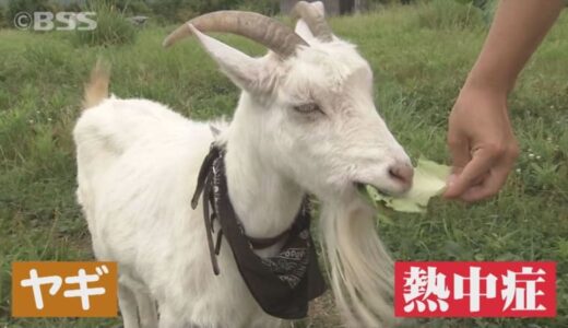 大学「ヤギ部」のヤギ”メイちゃん”熱中症になる　創部22年で初　動物も危険！夏の暑さ