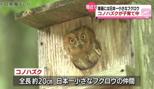八東ふる里の森でコノハズク子育て真っ最中　鳥取県八頭町
