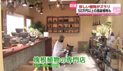 思わず見とれてしまう珍しい専門店とは！？　鳥取県米子市　島根県出雲市