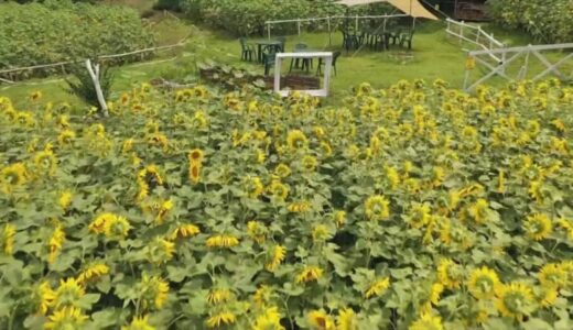 大雨から一転天気に　太陽のもとヒマワリが咲き誇り、遊覧船には涼を運ぶ風鈴がお目見え