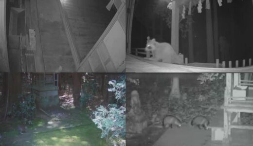 ケモノたちが続々参拝？する神社　さい銭泥棒対策の防犯カメラがとらえた姿