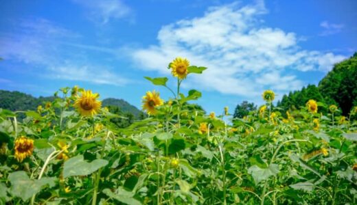 ［UBUMIBASE☆］満開のひまわりで、夏の思い出を残そう！フォトスポットはインスタ映え間違いなし！｜鳥取市
