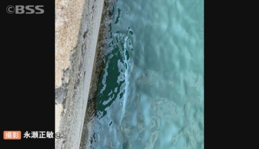 深海魚”リュウグウノツカイ”島根県出雲市の日本海で釣り人が発見　山陰で目撃相次ぐ