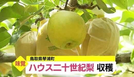 「みずみずしくてほどよい甘さ」一足早く秋の味覚「ハウス二十世紀梨」収穫（鳥取・琴浦町）