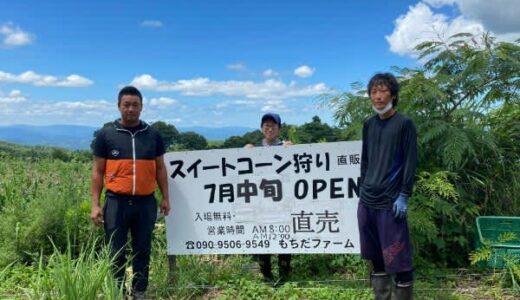 珍しい「トウモロコシ狩り」を発見！バケツ山盛り収穫できた【鳥取・大山】