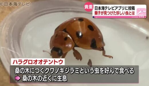 日本最大級のテントウムシを鳥取県で発見！　米子市に住む親子が捕まえる