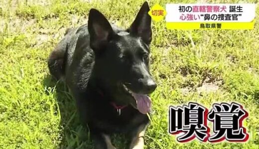 求む！「鼻の捜査官」鳥取県警に初めての「直轄警察犬」誕生　背景には警察犬「なり手不足」も（鳥取市）