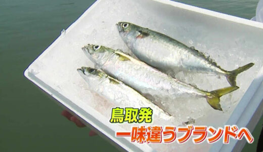 生で食べてもOK　「アニキサス」の心配ない“養殖サバ”…妻子も総出で取り組む異業種企業【鳥取発】