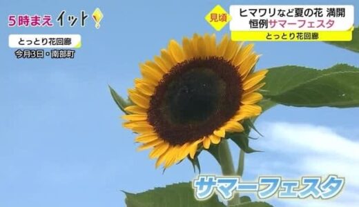 今が見ごろ　ヒマワリなど夏の花が満開　とっとり花回廊サマーフェスタ（鳥取・南部町）