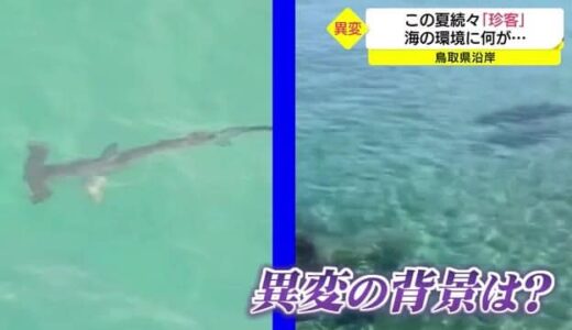 夏の海の異変？クロマグロやサメが浅瀬に相次ぎ出現のワケ（鳥取県）
