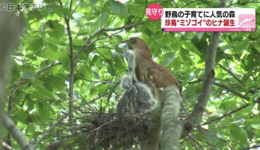 擬態化する鳥「ミゾゴイ」が子育て真っ最中　鳥取県八頭町　八東ふる里の森