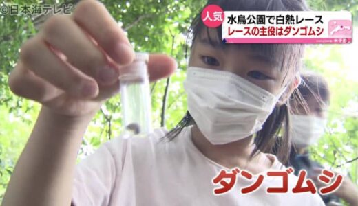 レースの主役はなんと・・・“ダンゴムシ”　長さ５０センチの熱い戦い　過去最速タイムは８秒０７　鳥取県米子市
