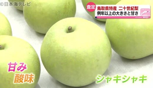 例年以上の大きさと甘さ　二十世紀梨査定会　鳥取県湯梨浜町