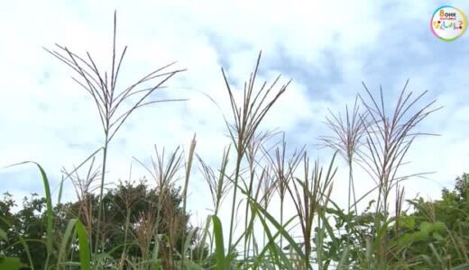 秋の足音…風にそよぐススキ・ハギ　最低気温が２０度を下回り…蒜山高原・鬼女台【岡山・真庭市】