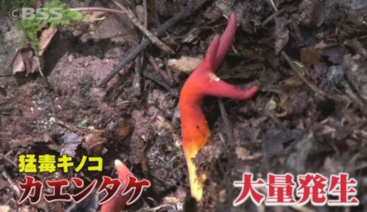 食べたら死に至る可能性も…奥大山の人気観光スポットで猛毒キノコ「カエンタケ」が異常発生