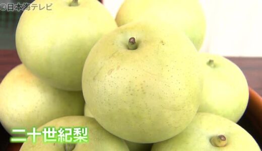 玉太り上々　二十世紀梨の出荷式　　鳥取県湯梨浜町