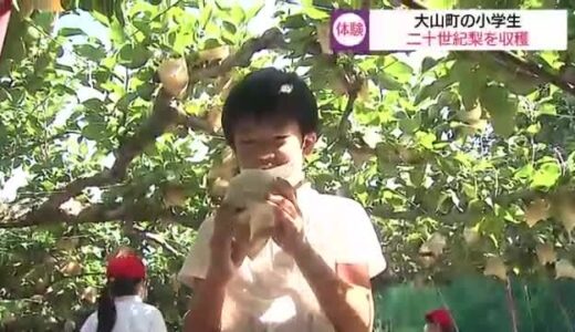 「甘くおいしくなったよ」小学生が二十世紀梨の収穫を体験（鳥取・大山町）