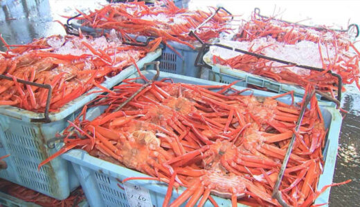 境港でベニズワイガニ初競り　過去10年で最高値の取り引き
