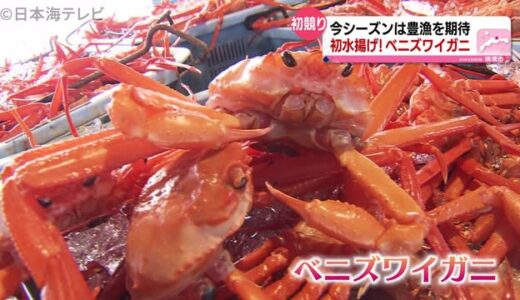 今年は豊漁に期待！ベニズワイガニ初水揚げ　鳥取県境港市