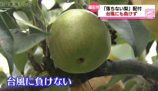 台風１１号にも負けず“落ちない”梨の配布　受け取った人「縁起物ってやつですね！」　鳥取県鳥取市