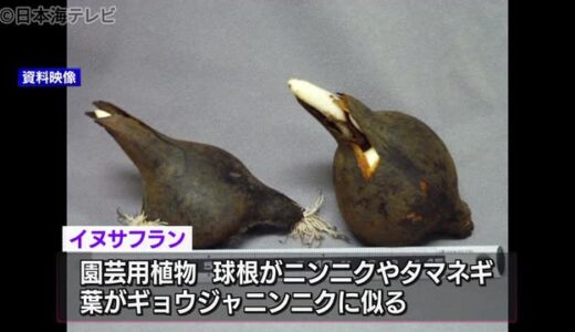 有毒植物「イヌサフラン」で女性が食中毒　島根県