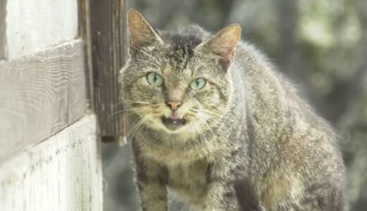糞尿や鳴き声などの苦情が…野良猫問題解決に向けて不妊去勢手術専門の「スペイクリニック」開業へ　　鳥取県米子市