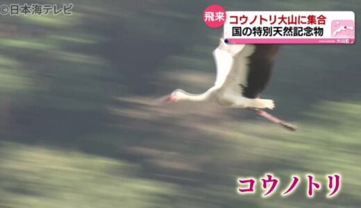 “コウノトリ”が大山に集合！なぜ？鳥取県大山町