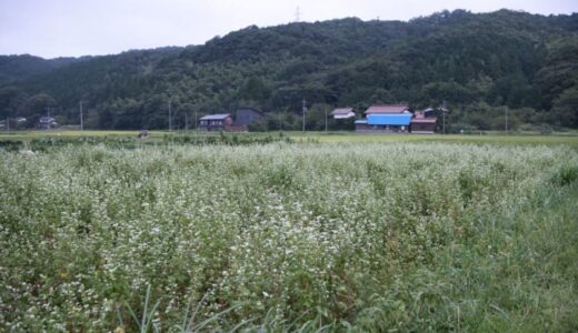 鹿野町の「そばの花」がこれから見頃を迎えます！｜鳥取市