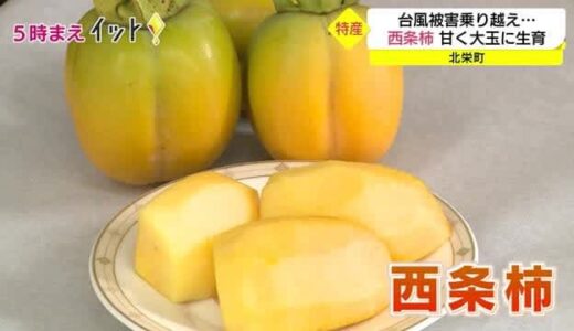 特産・西条柿の出来栄えは？２度の台風乗り越え来月５日に出荷へ（鳥取・北栄町）