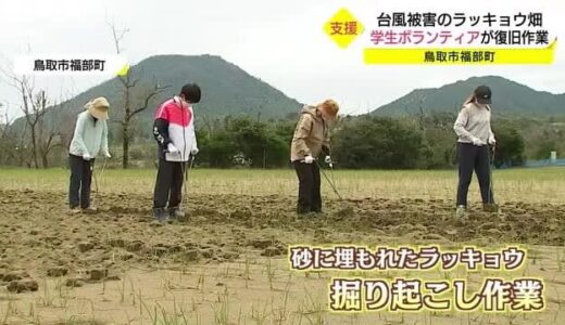 ラッキョウが砂に埋もれる台風被害　大学生がボランティア支援（鳥取・鳥取市）