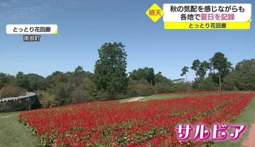 「青空に映える真っ赤なサルビア」とっとり花回廊は秋の花がいっぱい（鳥取・南部町）