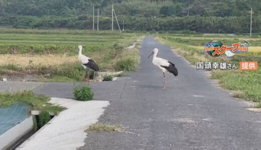 サイクリング中にビックリ…道端で２羽の「コウノトリ」に遭遇