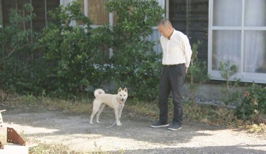 貴重！全国にわずか500匹の山陰柴犬！生まれたてのふわふわ赤ちゃん犬【鳥取】