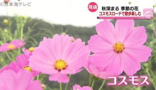 およそ１キロの“コスモスロード”が見ごろ　鳥取県岩美町
