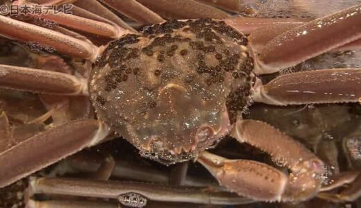ズワイガニ　漁獲配分量が昨シーズンより減　鳥取県