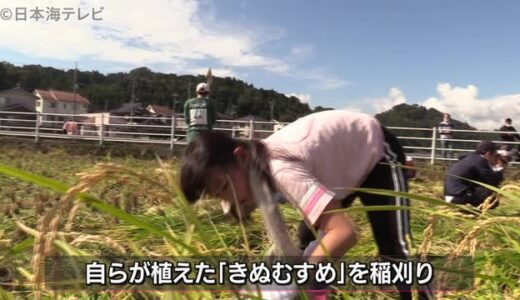 秋晴れの下　子ども達が田んぼで稲刈り体験　鳥取県八頭町