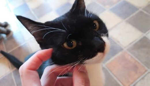 保護猫が集まるネコカフェ　15匹の猫がお客さんを癒しながら里親さんを待っています｜米子市