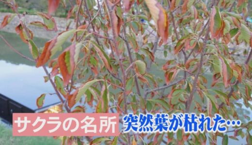 サクラの名所に異変　葉が突然枯れた原因は…台風による「塩害」